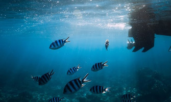 Ερασιτεχνική Αλιεία και Νομοθεσία: Όλα όσα πρέπει να γνωρίζεις